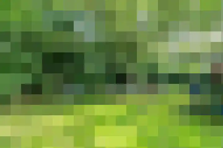 Wyldpaed 8 Kollumersweach thumbnail 48
