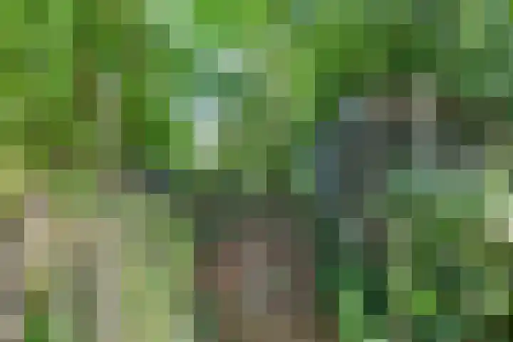 Wyldpaed 8 Kollumersweach thumbnail 49