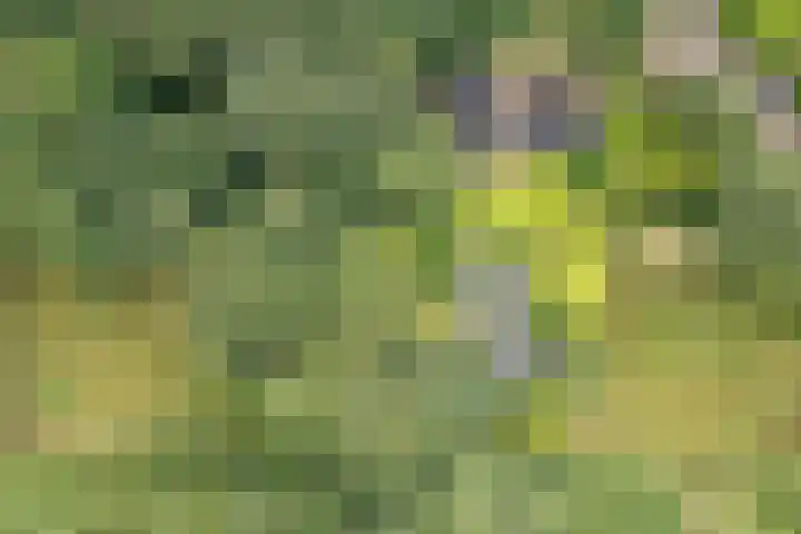 Wyldpaed 8 Kollumersweach thumbnail 5