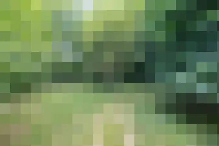 Wyldpaed 8 Kollumersweach thumbnail 54