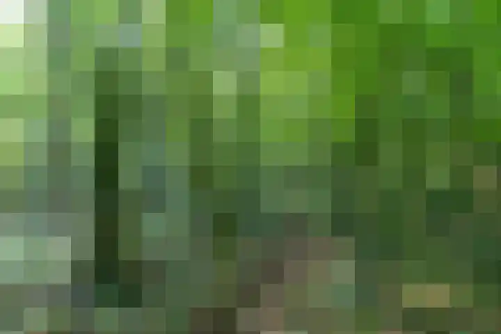 Wyldpaed 8 Kollumersweach thumbnail 55