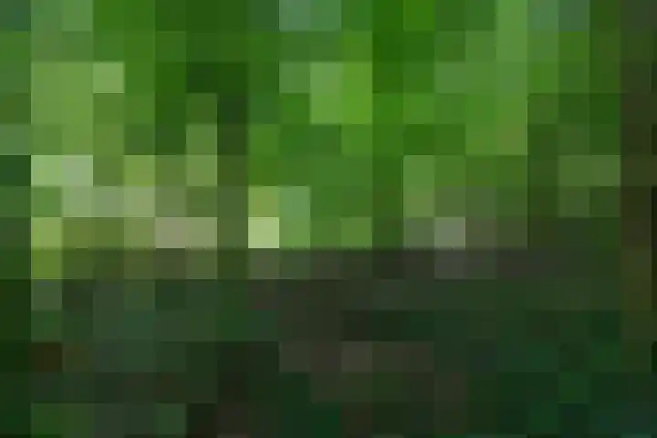 Wyldpaed 8 Kollumersweach thumbnail 56