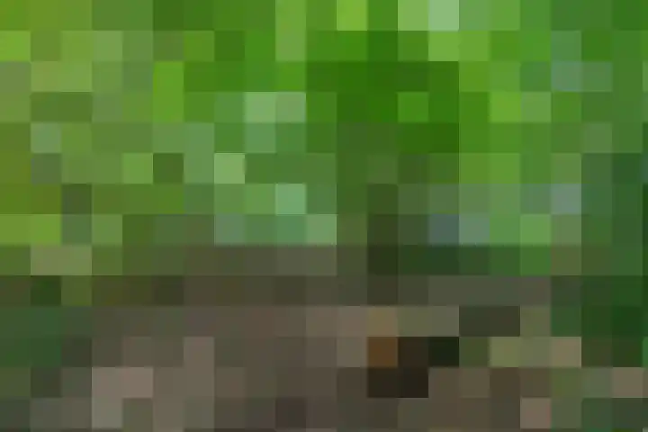 Wyldpaed 8 Kollumersweach thumbnail 57