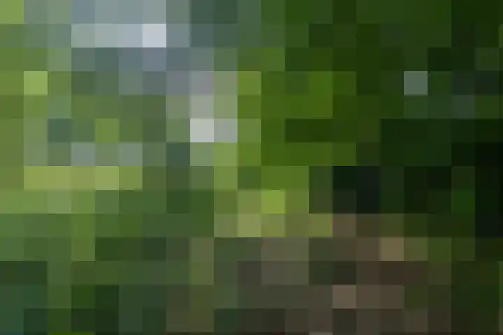 Wyldpaed 8 Kollumersweach thumbnail 58