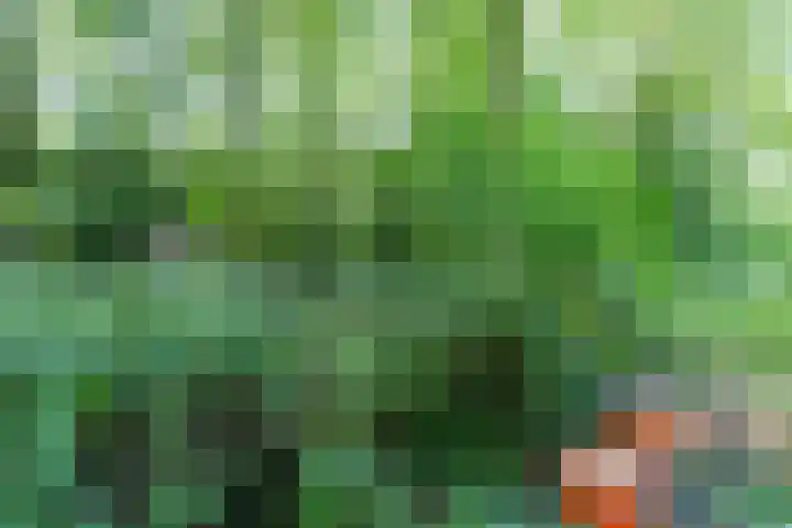 Wyldpaed 8 Kollumersweach thumbnail 59