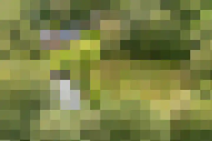 Wyldpaed 8 Kollumersweach thumbnail 6