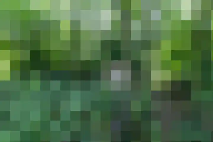 Wyldpaed 8 Kollumersweach thumbnail 60