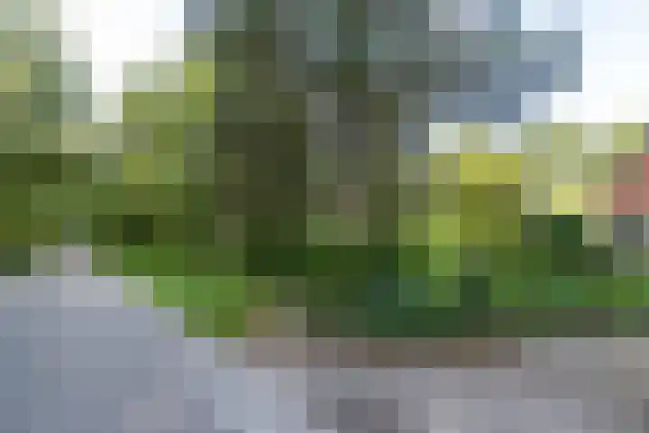 Wyldpaed 8 Kollumersweach thumbnail 62