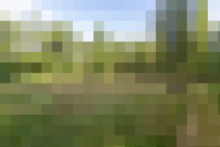 Wyldpaed 8 Kollumersweach thumbnail 7