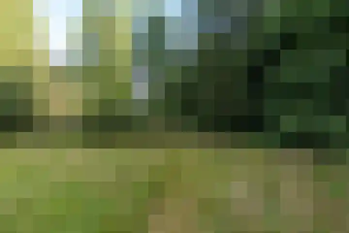 Wyldpaed 8 Kollumersweach thumbnail 8