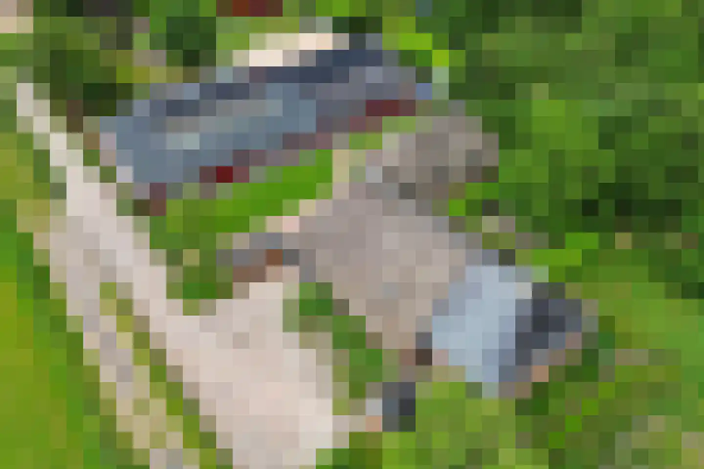 Wyldpaed (Oast) 23 Twijzelerheide thumbnail 83