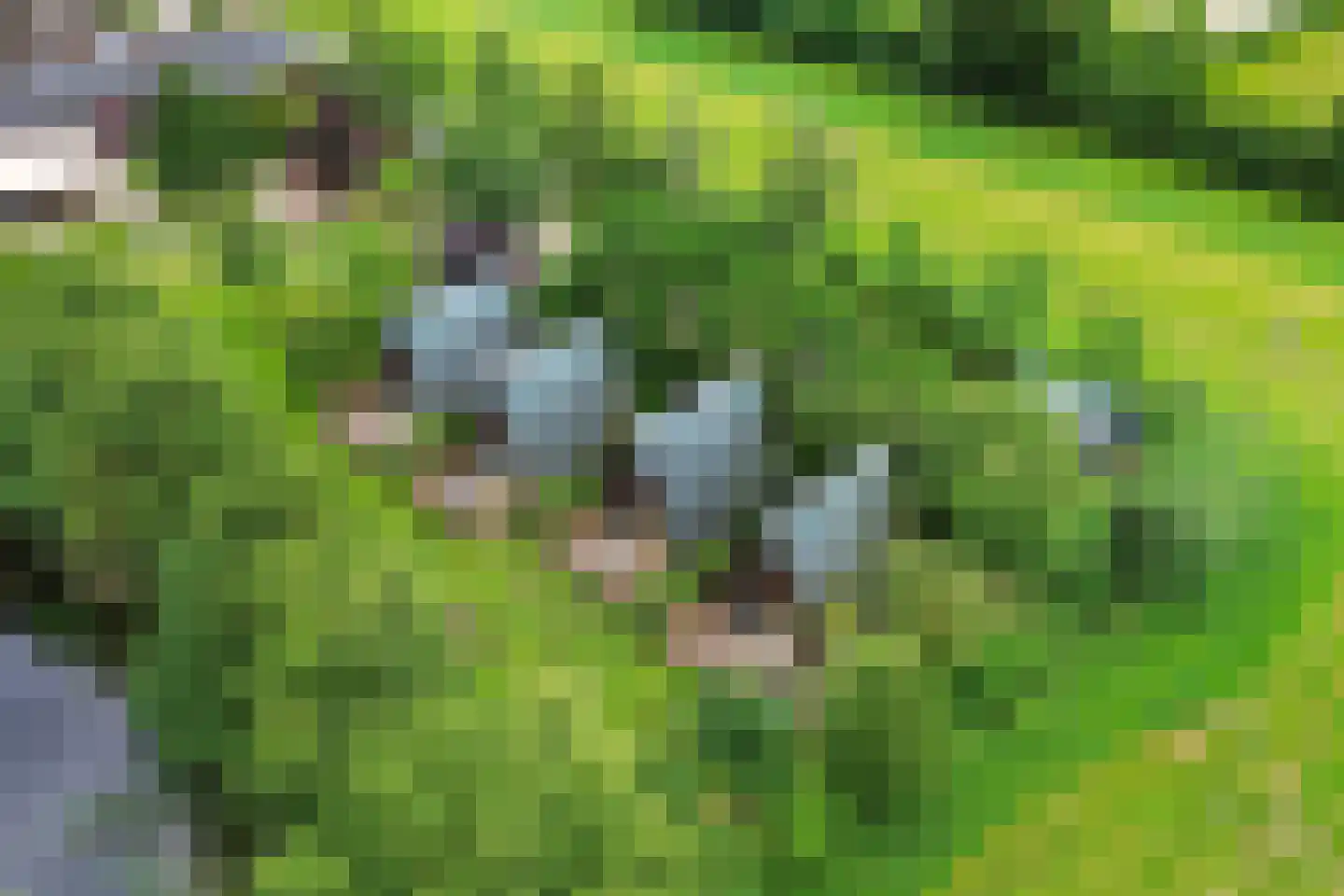 Wyldpaed (Oast) 23 Twijzelerheide thumbnail 85