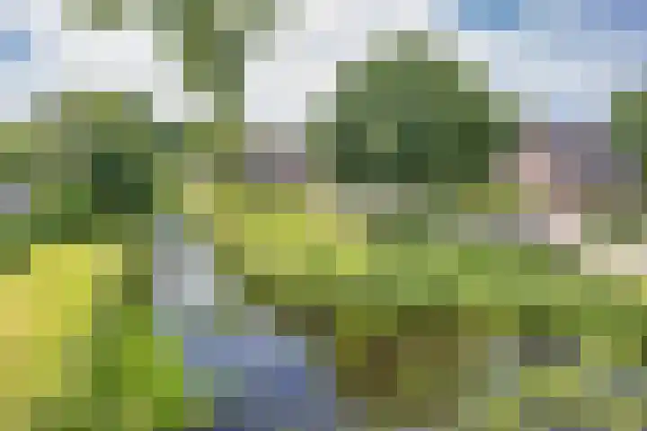 Wyldsang 5 Beetsterzwaag thumbnail 43