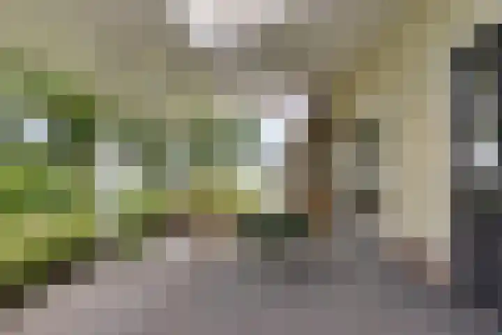 Wyns 18 Wyns thumbnail 50