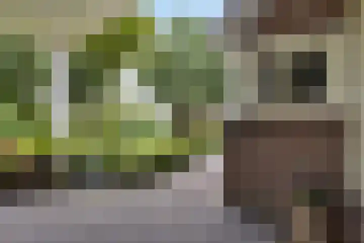 Wyns 18 Wyns thumbnail 51