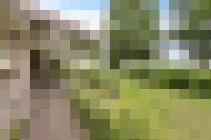 Wyns 18 Wyns thumbnail 52