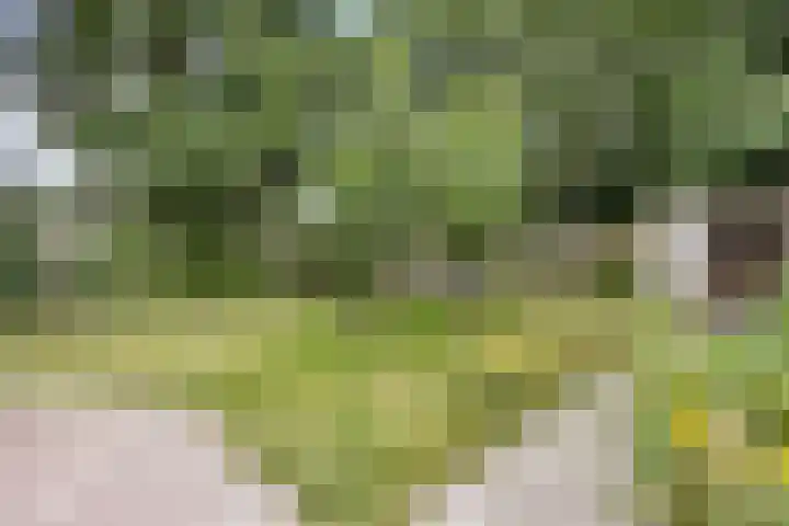 Wyns 18 Wyns thumbnail 56