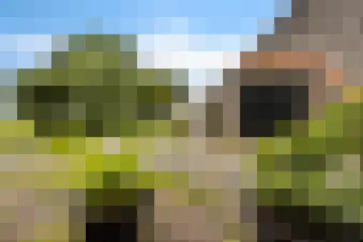 Wyns 18 Wyns thumbnail 57