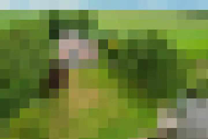 Wyns 18 Wyns thumbnail 62