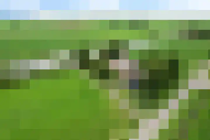Wyns 18 Wyns thumbnail 64