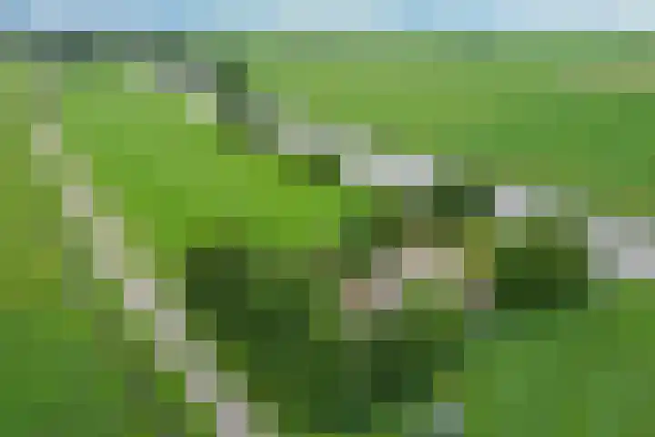 Wyns 18 Wyns thumbnail 65