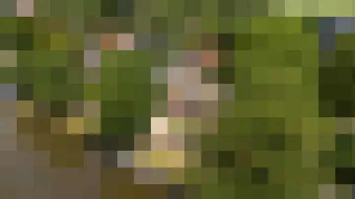 Wyns 39 Wyns thumbnail 71