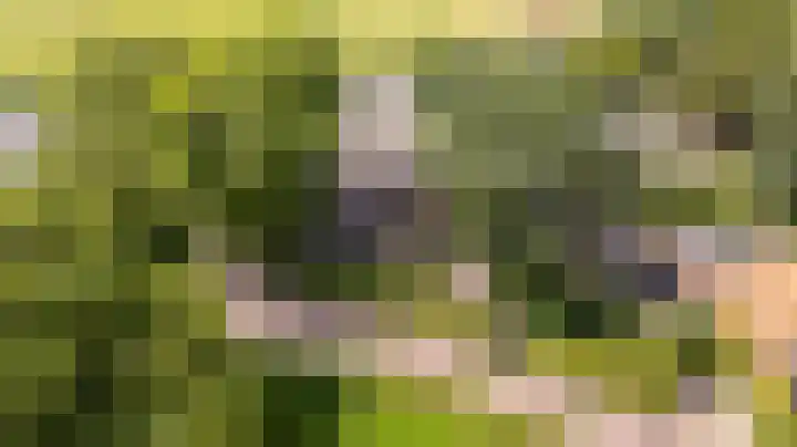 Wyns 39 Wyns thumbnail 72