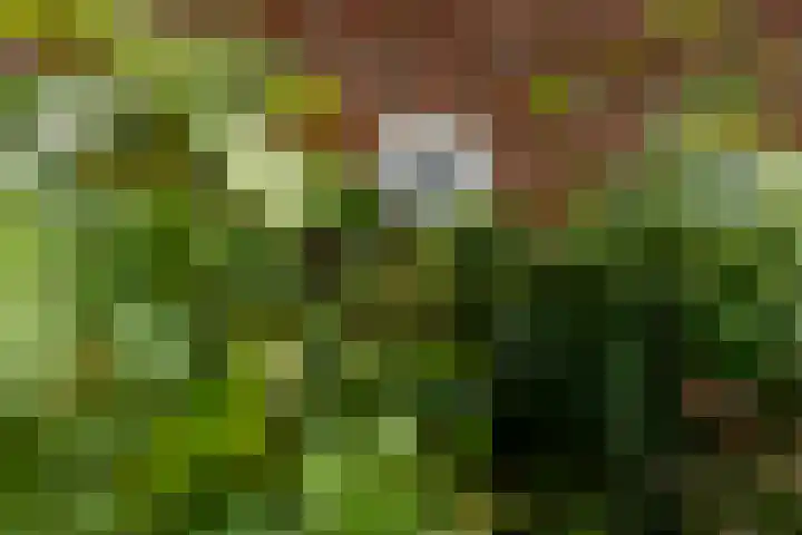 Wyns 39 Wyns thumbnail 9
