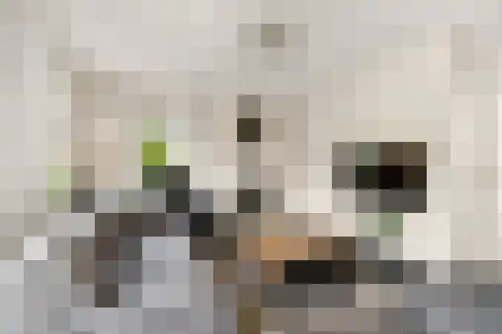 Ydinkerf 7 Eerbeek thumbnail 9