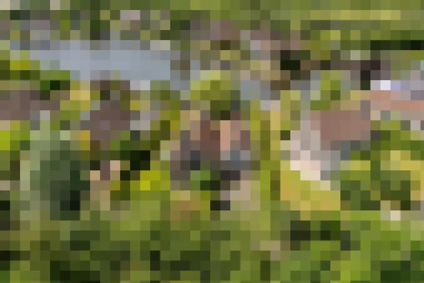 Ymedaem 27 Molkwerum thumbnail 33