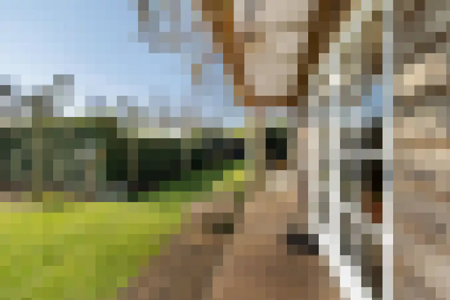 Yn 'e Lijte 18 19 Grou thumbnail 19