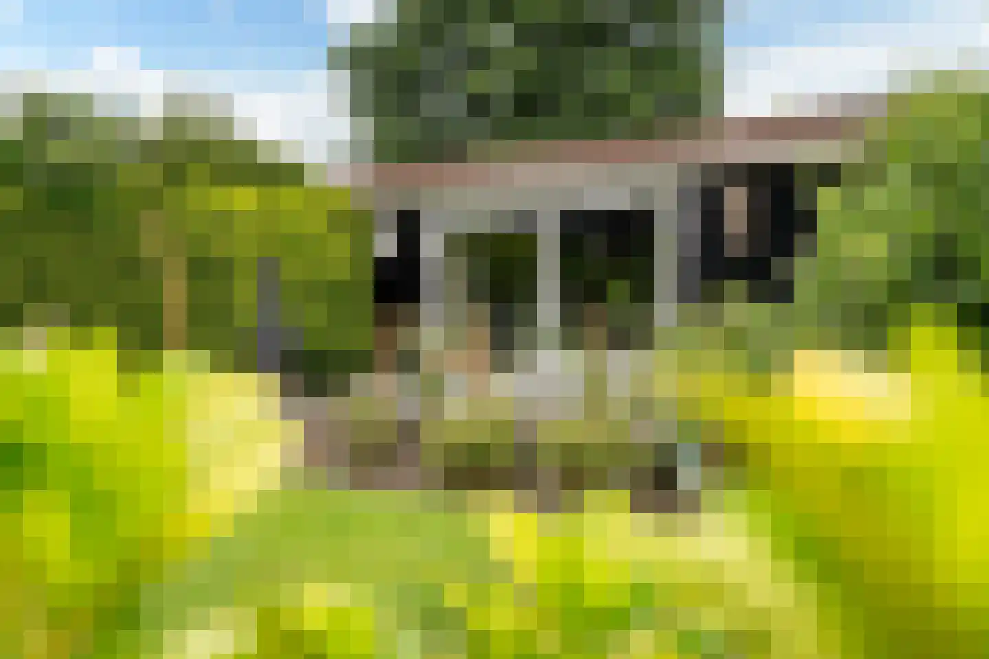 Yn 'e Lijte 36 Grou thumbnail 27