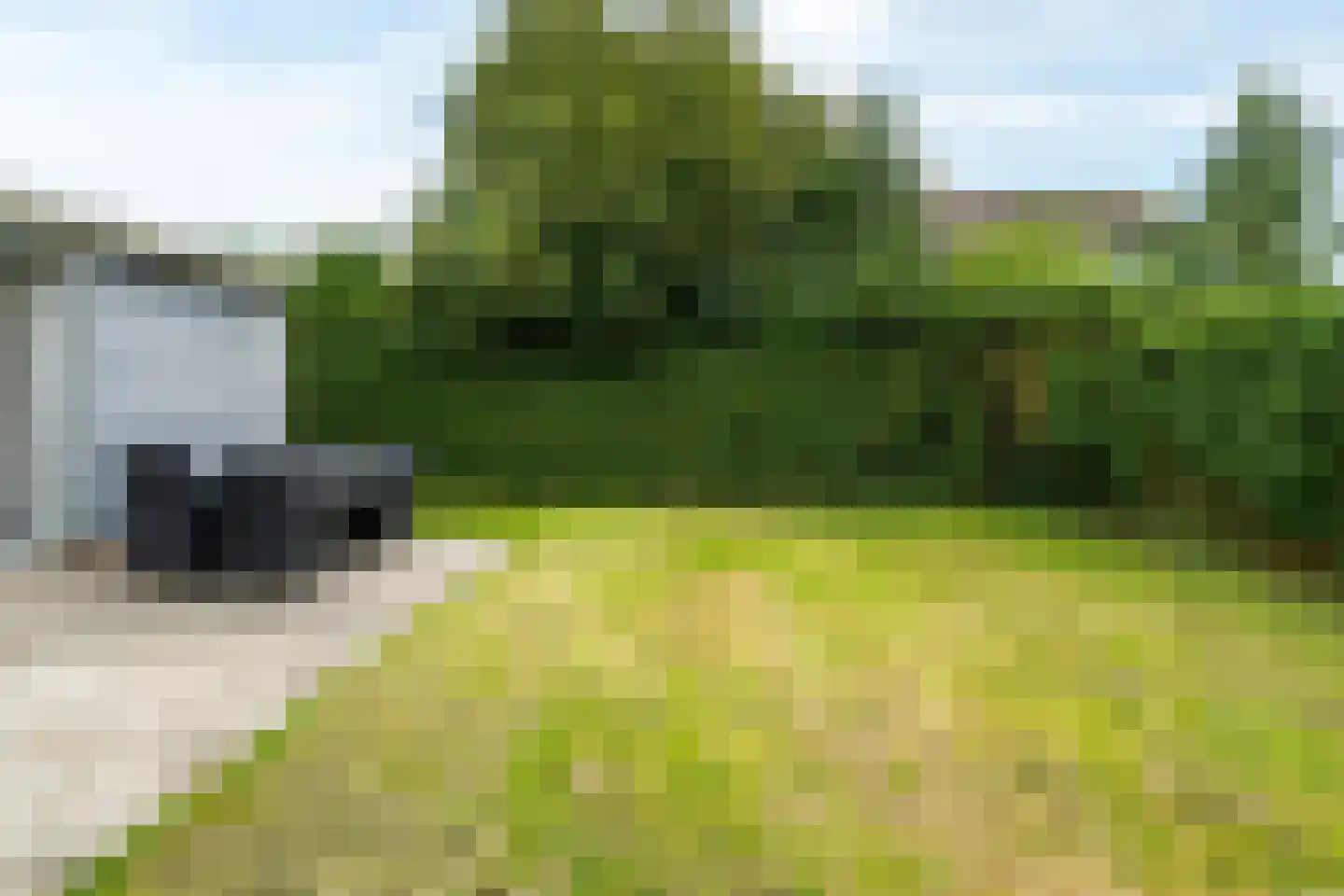 Yn 'e Lijte 55 Grou foto 3