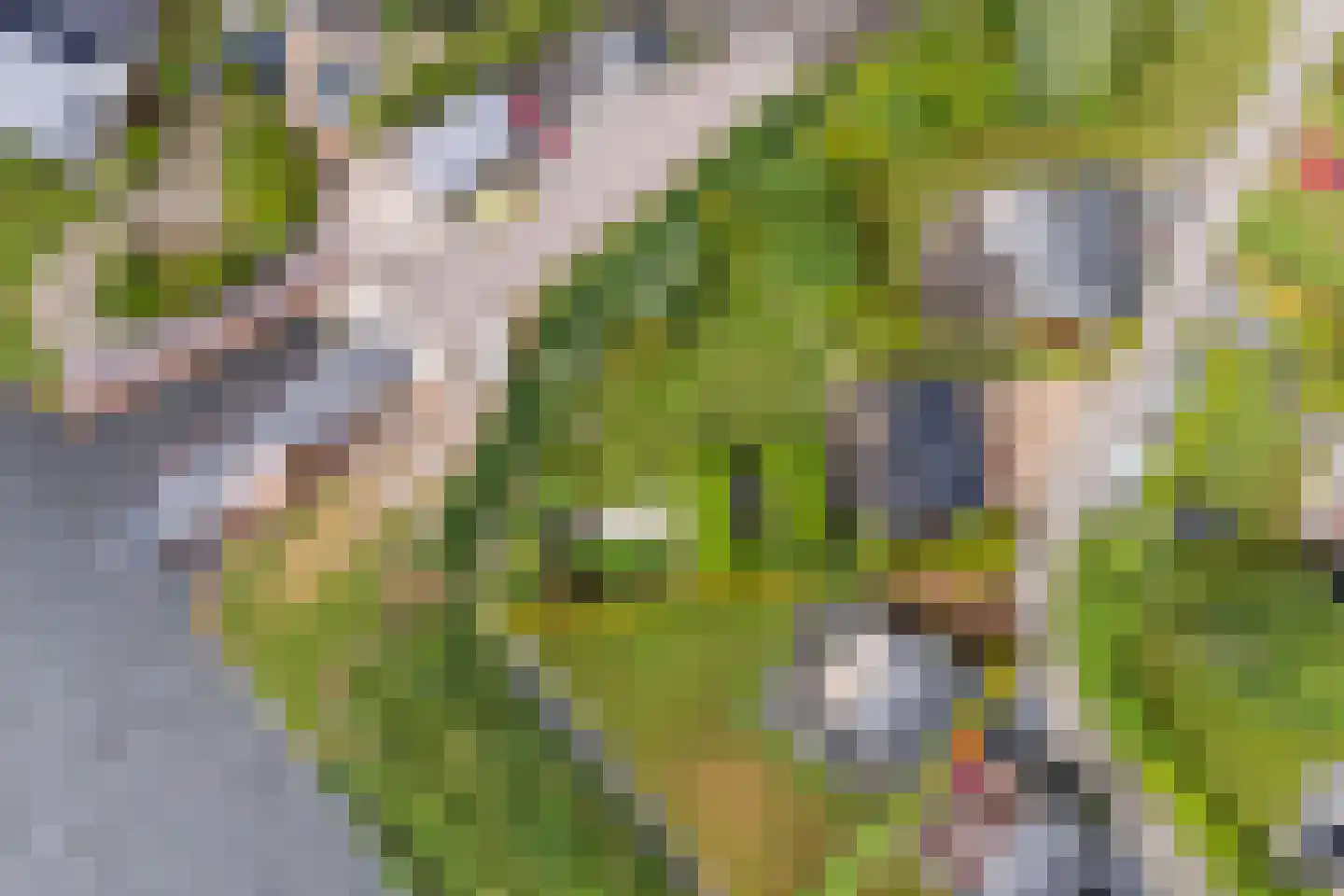 Yn 'e Lijte 64 Grou