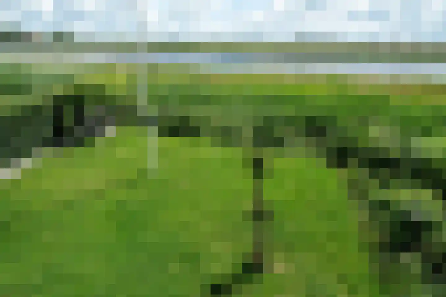 Yn 'e Lijte 81 Grou thumbnail 36