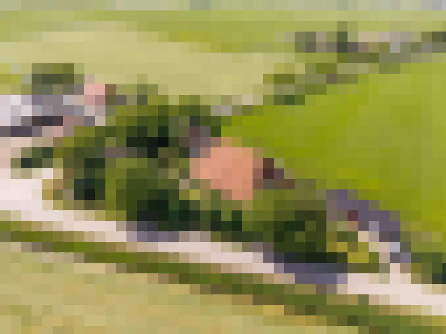 Yndyk 2 Boazum thumbnail 102