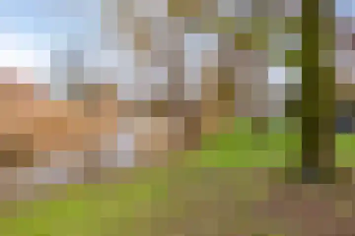 Ypelaar 16 Veghel thumbnail 32