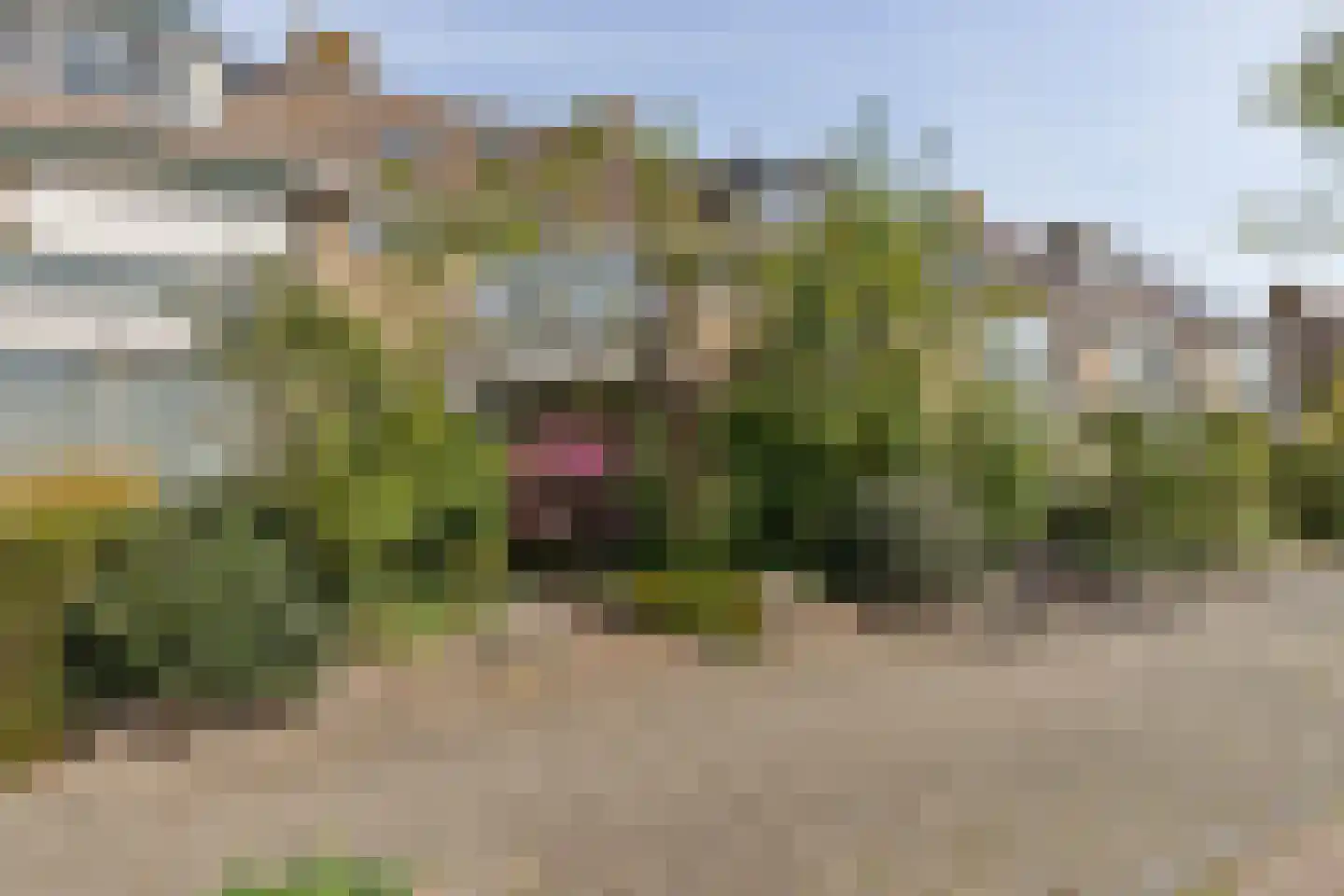 Zaadkorrel 34 Eemnes thumbnail 37