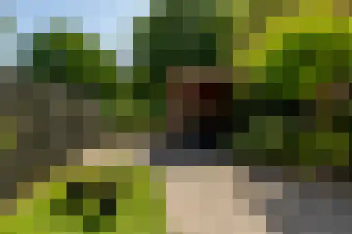 Zaagmolen 6 Capelle aan den IJssel thumbnail 4