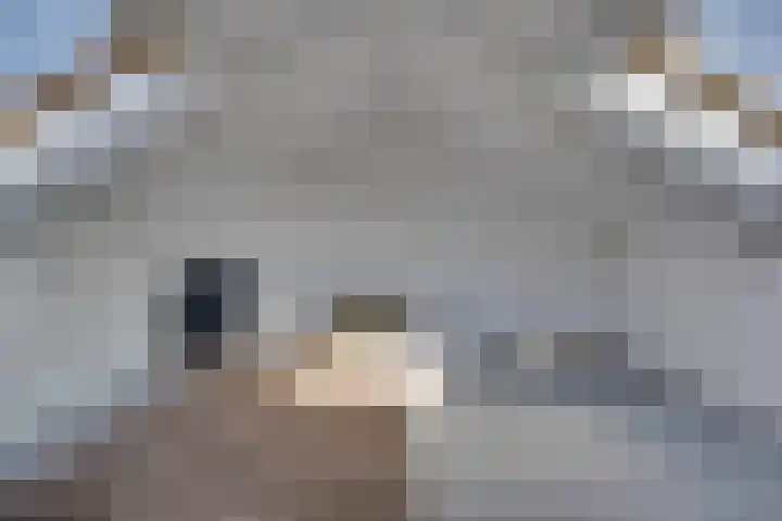 Zaagmolenweg 62 Beek en Donk thumbnail 35