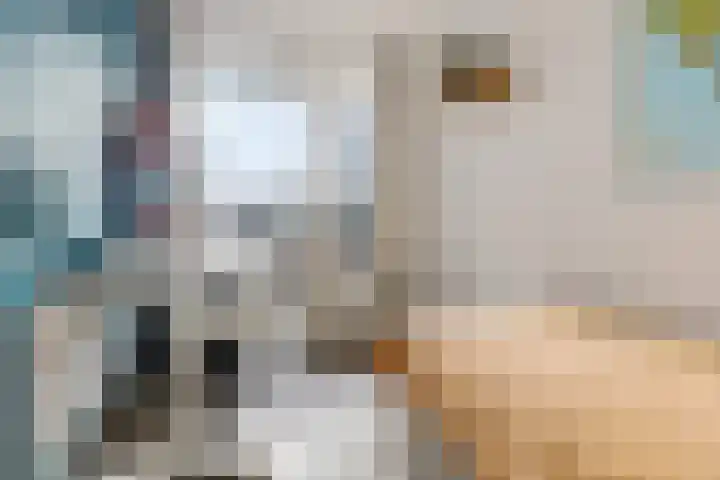 Zaagmuldersweg 552 Groningen thumbnail 23
