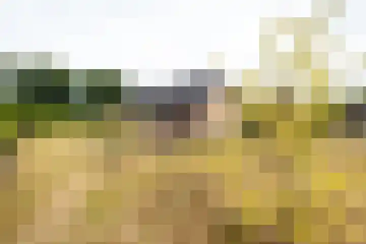 Zaagpad 3 Silvolde thumbnail 4