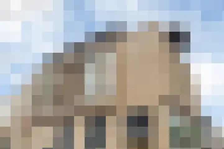 Zaailand 229 Leeuwarden thumbnail 4