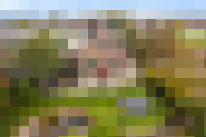 Zaaimansakker 27 Dedemsvaart thumbnail 4