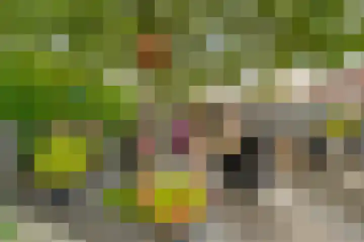 Zaaimansakker 27 Dedemsvaart thumbnail 54