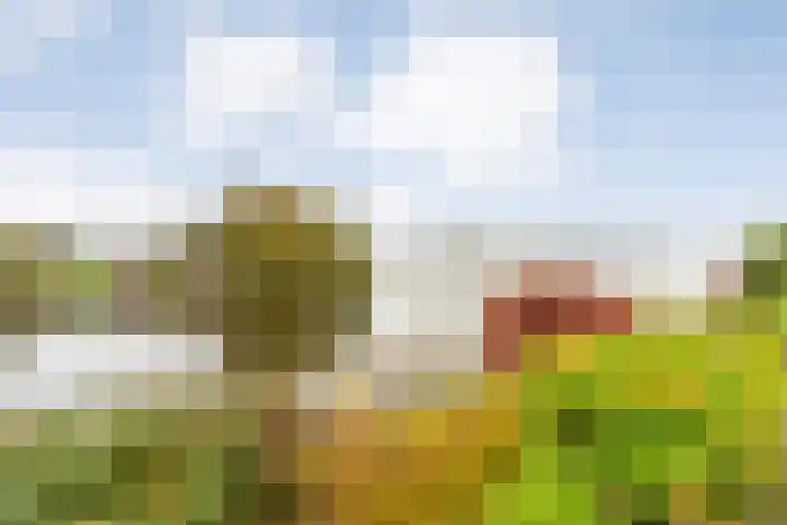Zaaimansakker 27 Dedemsvaart thumbnail 59