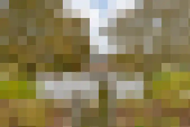Zaaimansakker 27 Dedemsvaart thumbnail 65