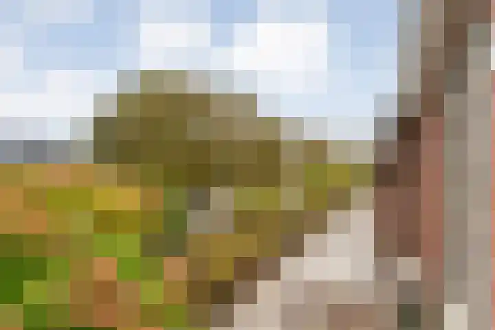 Zaaimansakker 27 Dedemsvaart thumbnail 66