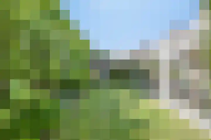 Zaaiviool 10 Berghem thumbnail 38