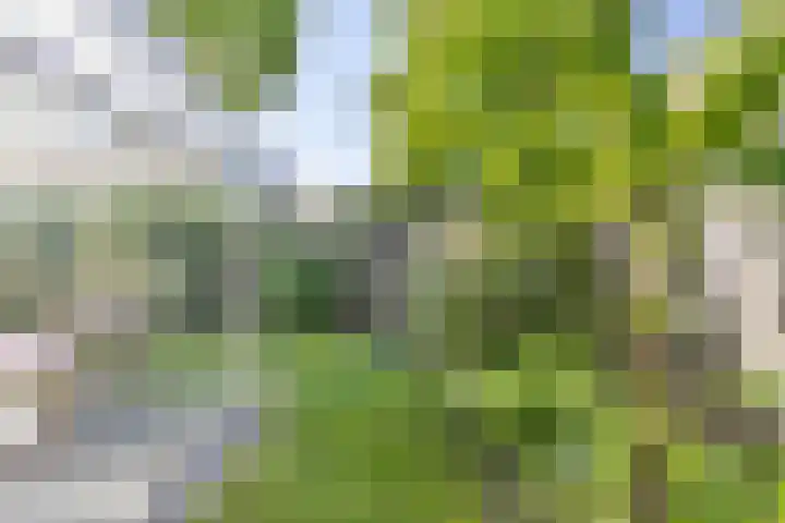 Zaaiviool 10 Berghem thumbnail 40
